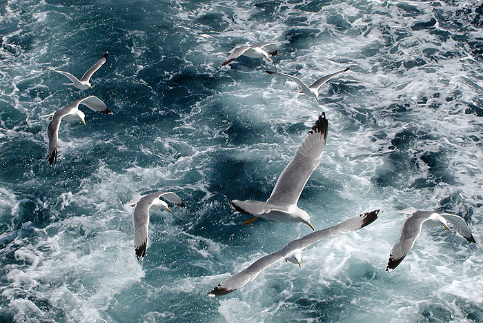 ������: ������ ��������