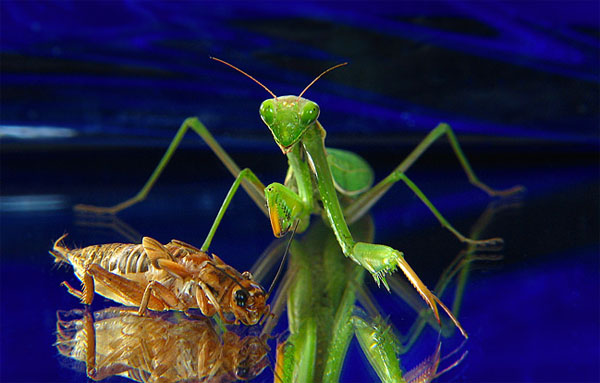 Снимка: Весел Кюркчиев