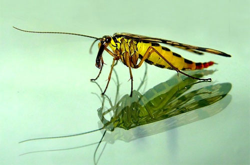 Снимка: Весел Кюркчиев